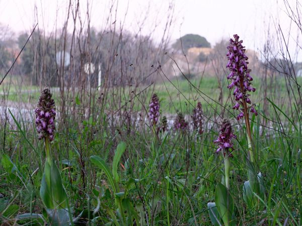 Himantoglossum robertianum  - Ramon Calvet i Falgueras
