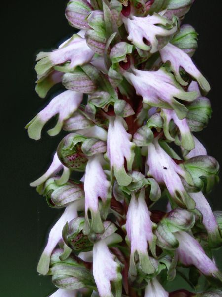 Orchis géant  - Ramon Calvet i Falgueras