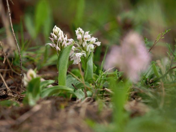 Neotinea conica  - Ramon Calvet i Falgueras