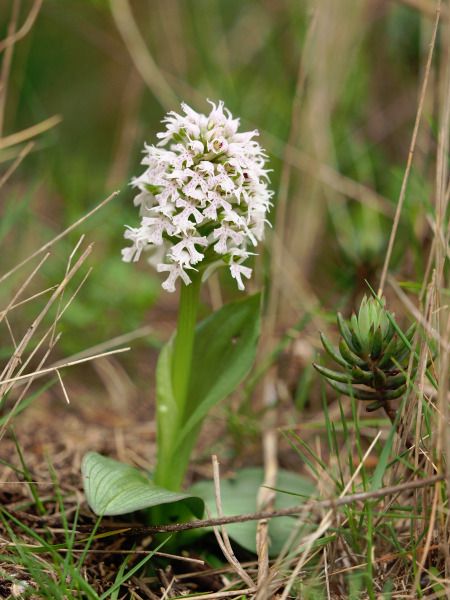 Neotinea conica  - Ramon Calvet i Falgueras