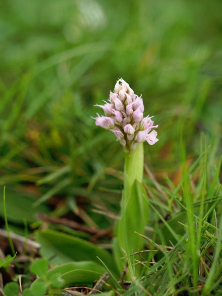 Neotinea conica  - Ramon Calvet i Falgueras