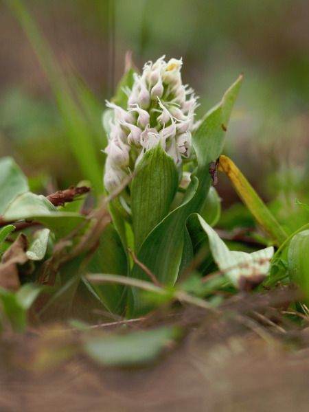 Neotinea conica  - Ramon Calvet i Falgueras