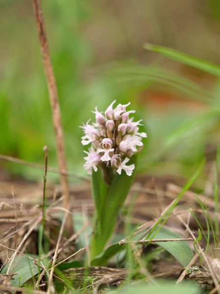 Neotinea conica  - Ramon Calvet i Falgueras