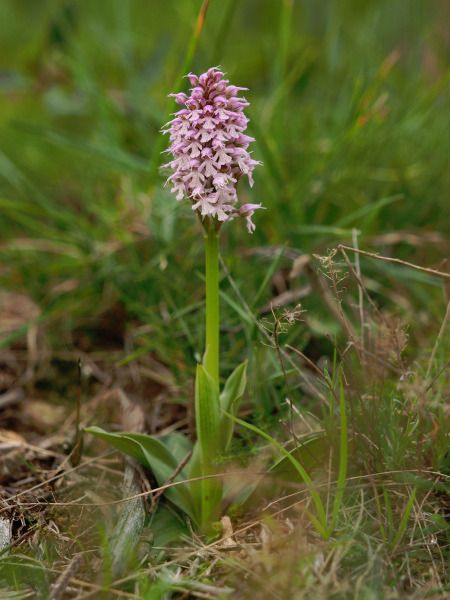 Neotinea conica  - Ramon Calvet i Falgueras