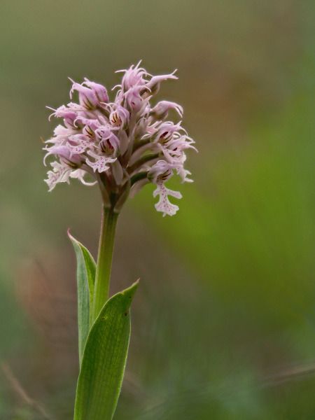 Neotinea conica  - Ramon Calvet i Falgueras