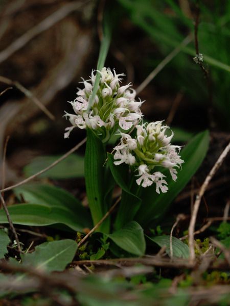 Neotinea conica  - Ramon Calvet i Falgueras