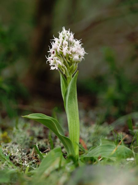 Neotinea conica  - Ramon Calvet i Falgueras