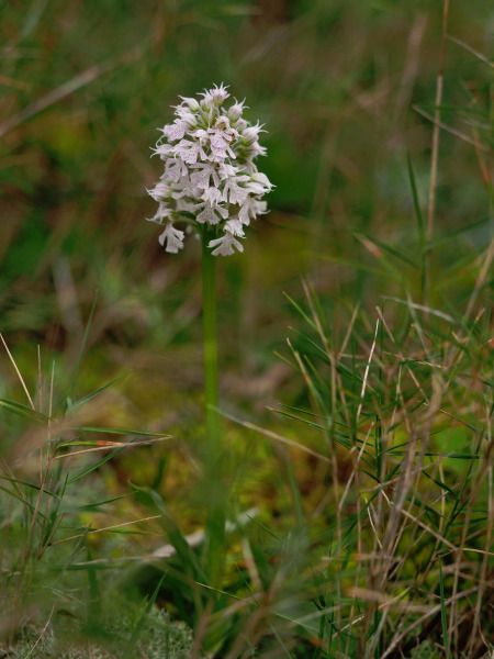 Neotinea conica  - Ramon Calvet i Falgueras