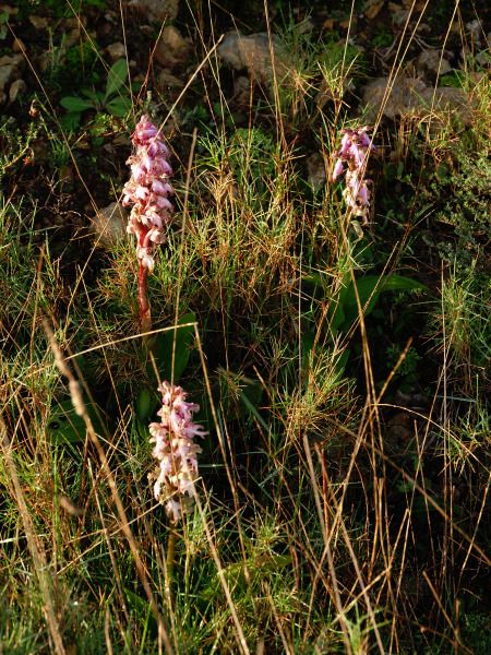 Himantoglossum robertianum  - Ramon Calvet i Falgueras