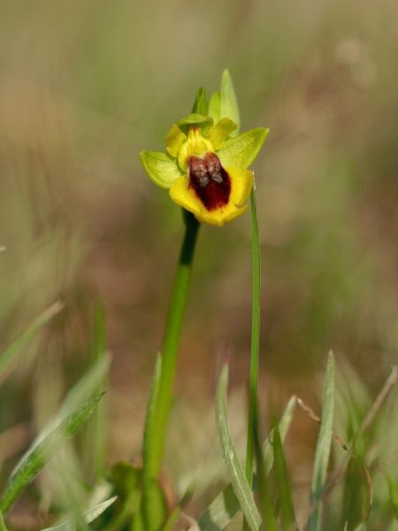 Ophrys lutea  - Ramon Calvet i Falgueras