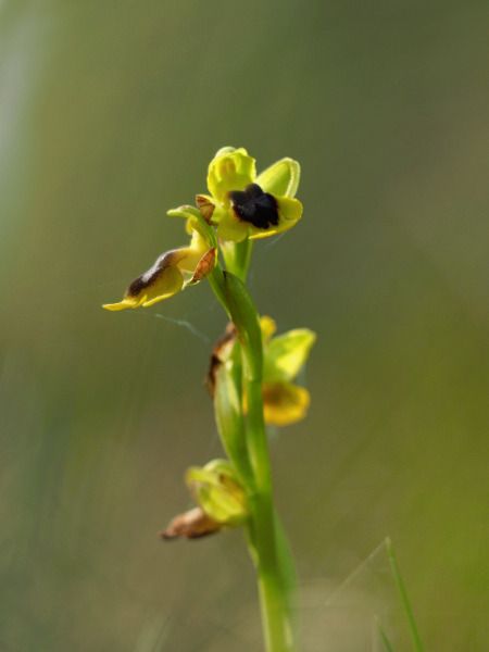 Ophrys lutea  - Ramon Calvet i Falgueras