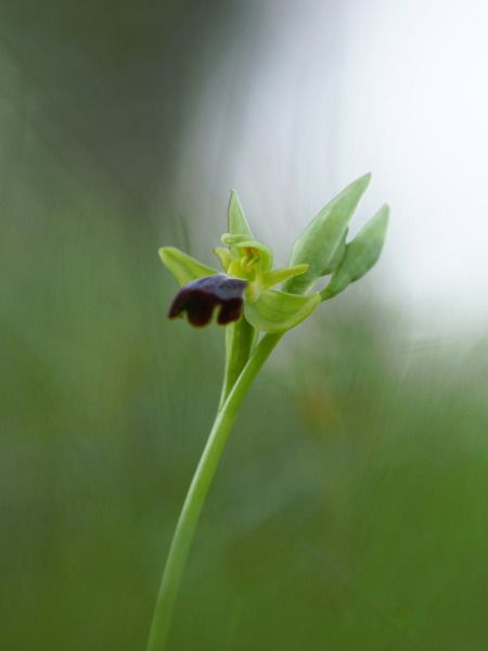 Ophrys forestieri  - Ramon Calvet i Falgueras