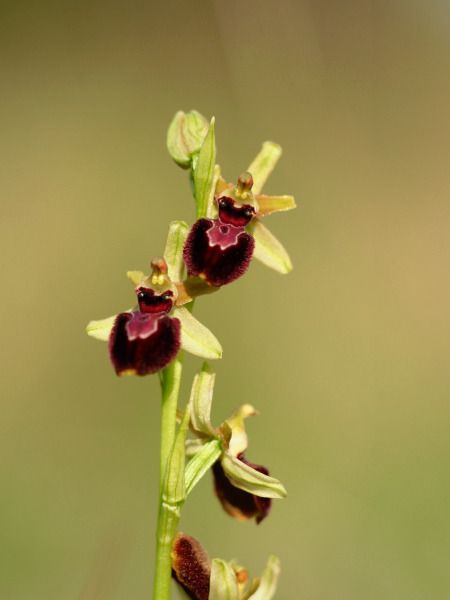 Ophrys passionis  - Ramon Calvet i Falgueras
