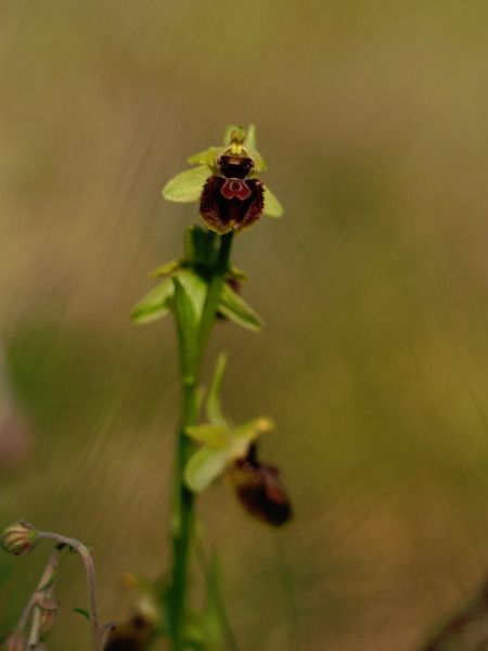 Ophrys passionis  - Ramon Calvet i Falgueras