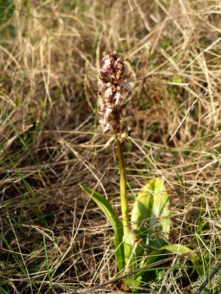 Himantoglossum robertianum  - Ramon Calvet i Falgueras