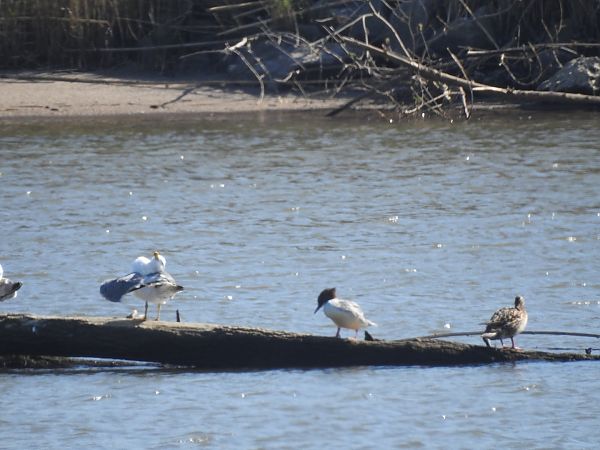 Bec de serra gros  - Stefan Allmann