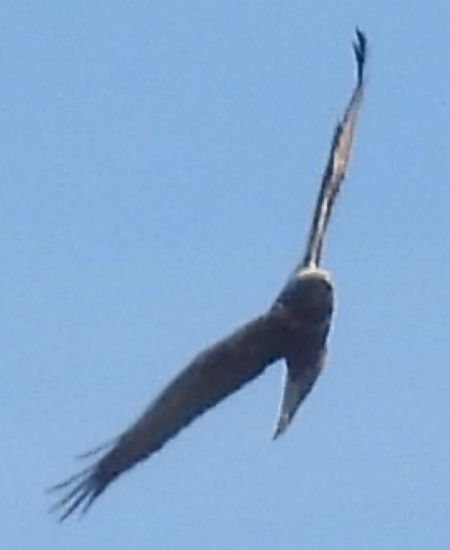 Falconiforme no identificat  - Ramon Ferré Sánchez