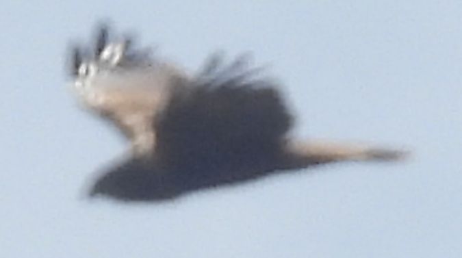 Falconiforme no identificat  - Ramon Ferré Sánchez