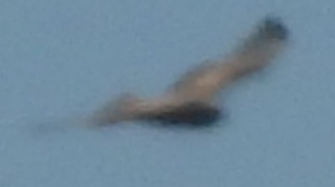 Falconiforme no identificat  - Ramon Ferré Sánchez