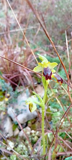 Ophrys indet. group. fusca  - Jordi Pascual Sala