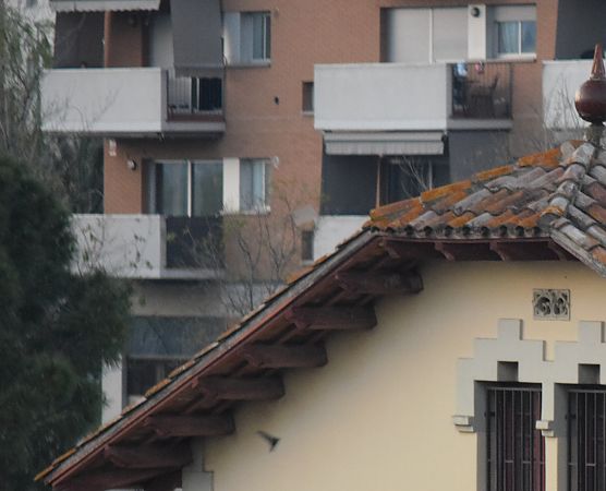 Falciot negre  - Alex Gamiz