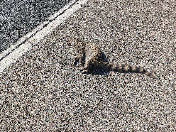 Geneta, gat mesquer  - Francesc Moncasí Salvia