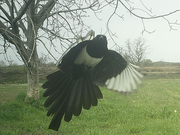 Garsa  - Francesc Moncasí Salvia