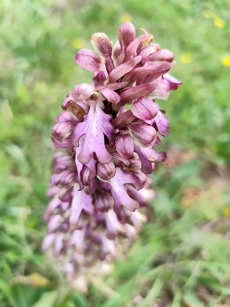 Himantoglossum robertianum  - Roger Fornos