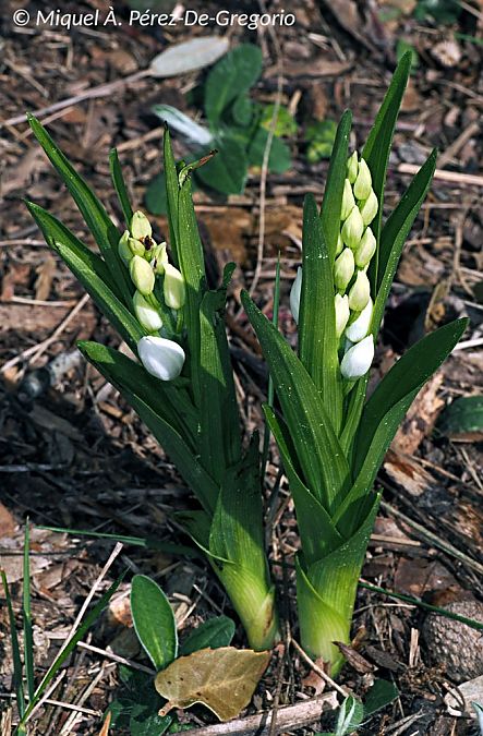 Cephalanthera longifolia  - Miquel Àngel Pérez-de-Gregorio Capella