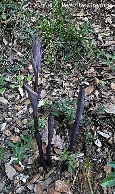 Limodorum abortivum  - Miquel Àngel Pérez-de-Gregorio Capella