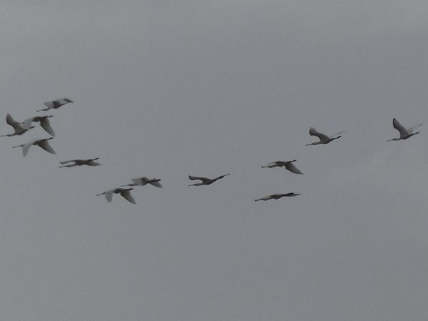 Becplaner  - Andrew Clarke