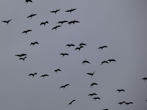 Capó reial  - Andrew Clarke