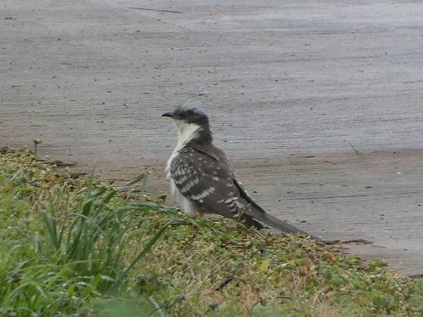 Cucut reial  - Andrew Clarke