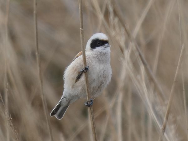 Teixidor  - Andrew Clarke