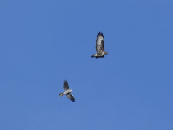 Astor  - Andrew Clarke