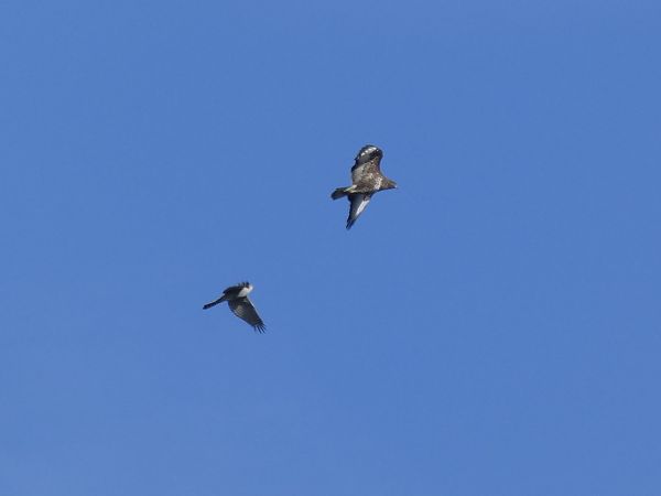 Astor  - Andrew Clarke