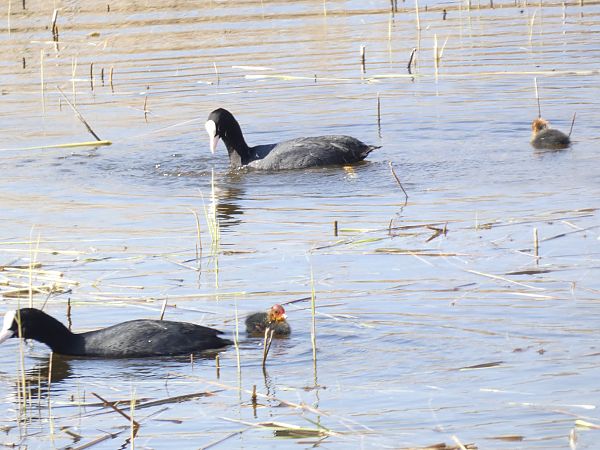Polla d'aigua  - Andrew Clarke