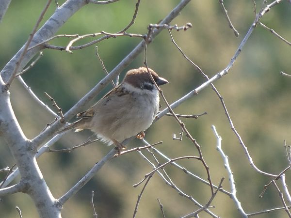 Pardal xarrec  - Andrew Clarke