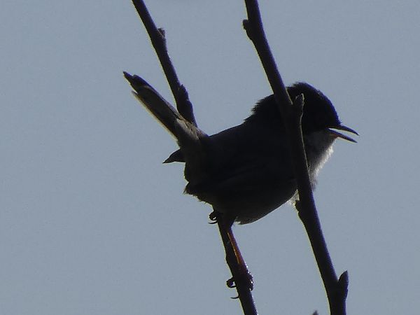 Tallarol capnegre  - Andrew Clarke