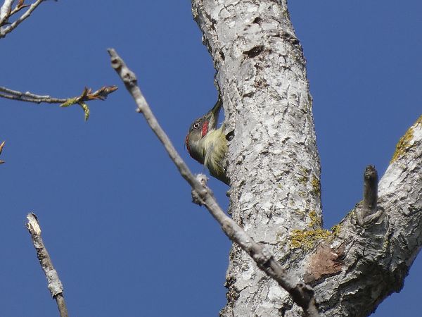Picot verd ibèric  - Andrew Clarke