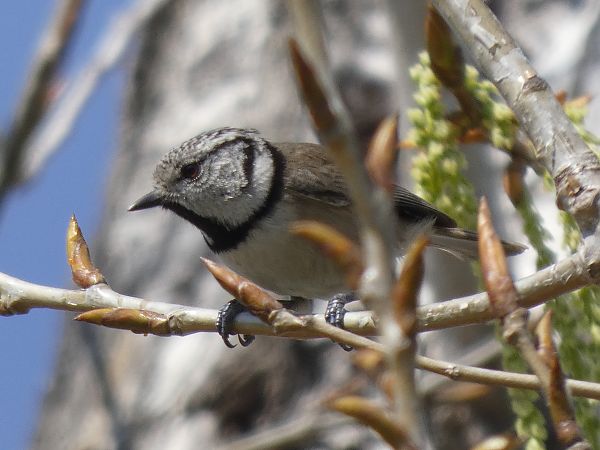 Mallerenga emplomallada  - Andrew Clarke