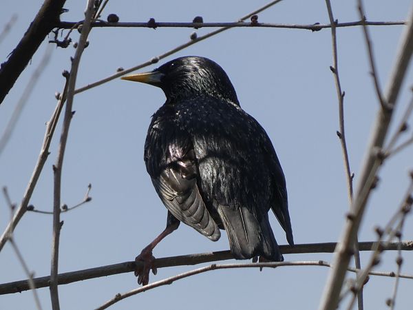 Spotless Starling  - Andrew Clarke