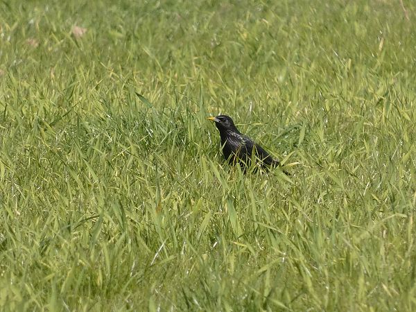 Estornell negre  - Andrew Clarke