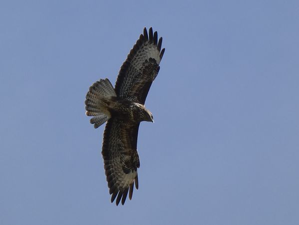 Aligot comú  - Andrew Clarke