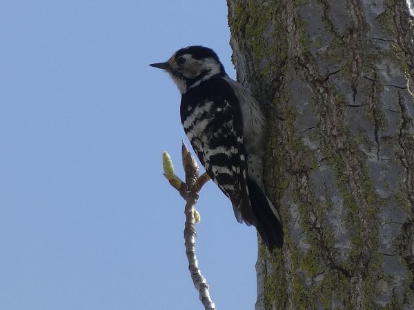 Picot garser petit  - Andrew Clarke