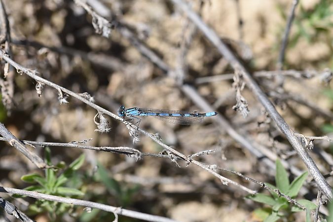 Common Bluet  - David Gispert