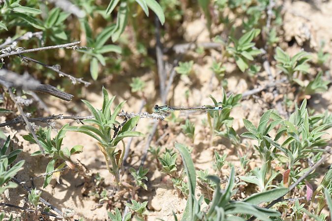 Llantió iberomagribí  - David Gispert