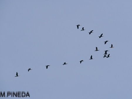 Corb marí gros  - Manuel Pineda M.