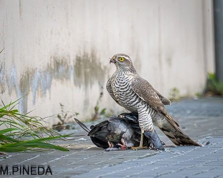 Esparver vulgar  - Manuel Pineda M.