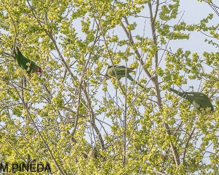 Aratinga mitrada  - Manuel Pineda M.